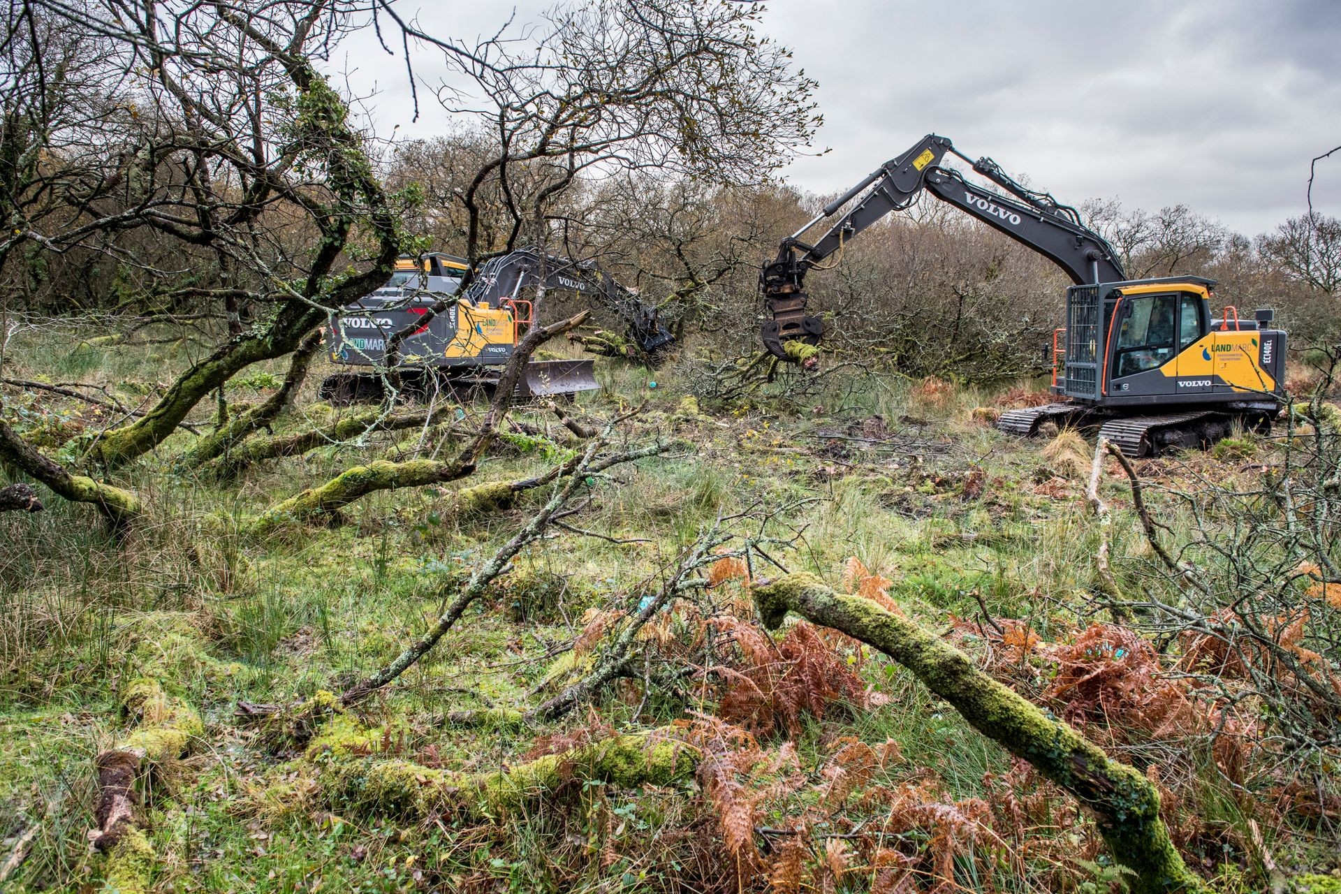Two Volvo excavators undertaking forestry & woodland management